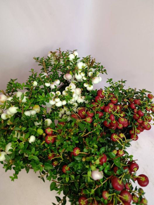 Шлюмбергера(Різдвяник) жовта і оранжева,троянда,антуріум,пуансетія