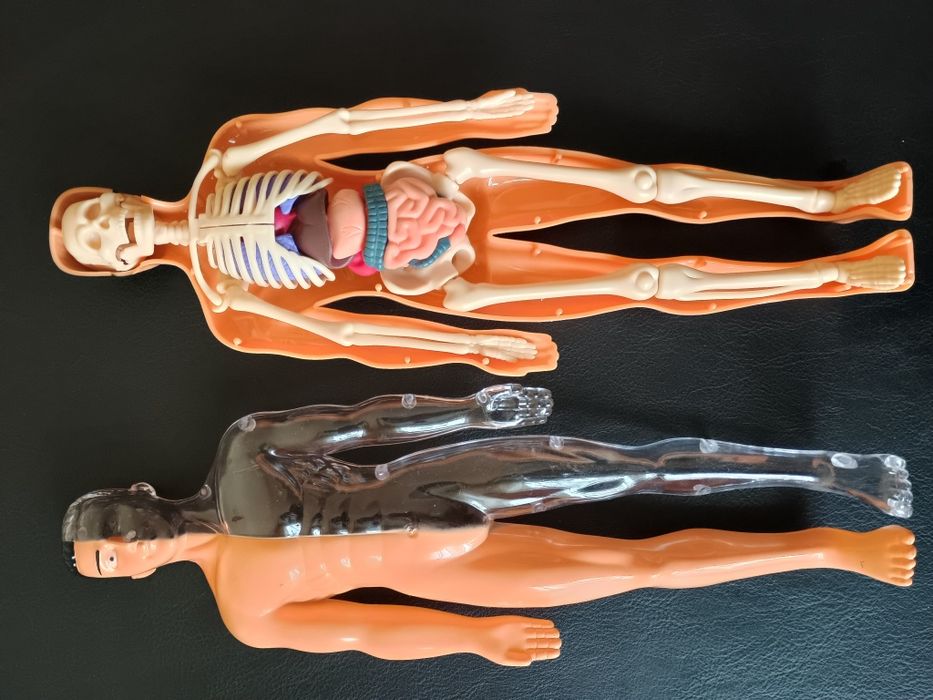 Анатомія людини для дітей і дорослих. Людина 29 см.