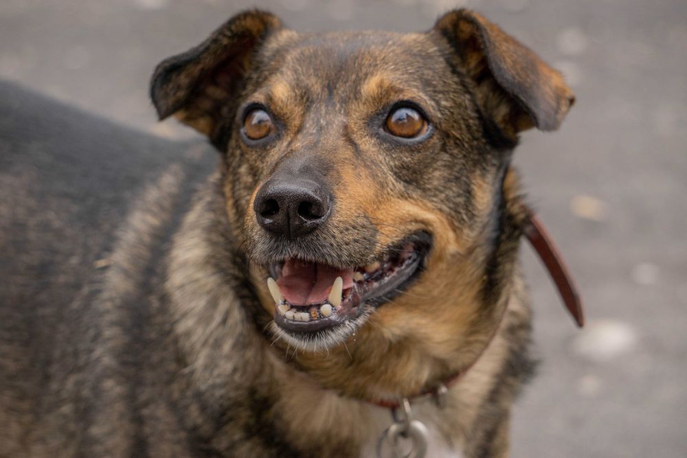 Stefan 5 letni psiak w typie jamniczka do adopcji