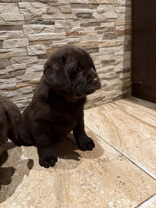 Szczeniak labrador retriever suczka
