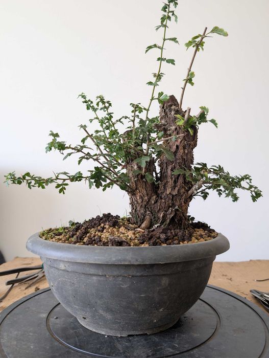 Pré Bonsai Crataegus