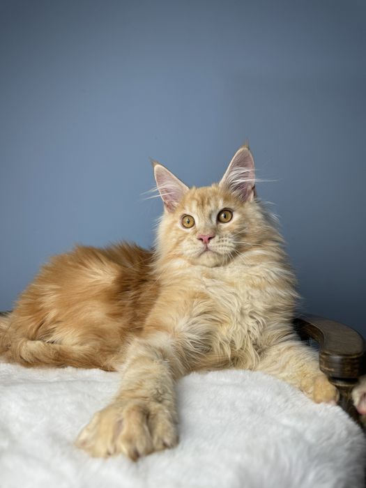 Яркий рыжий мальчик мейн кун 4 месяца крупная линия