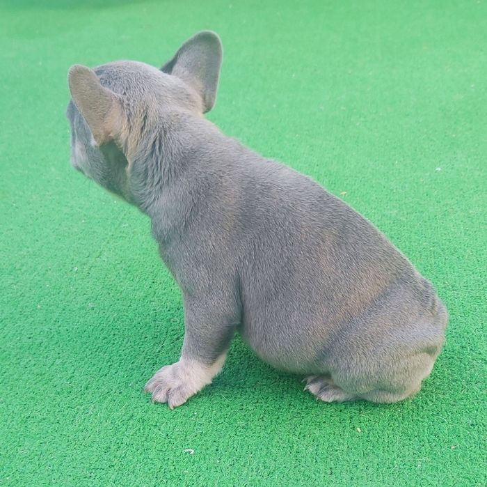 Bulldog francês fêmea blue lilac tan