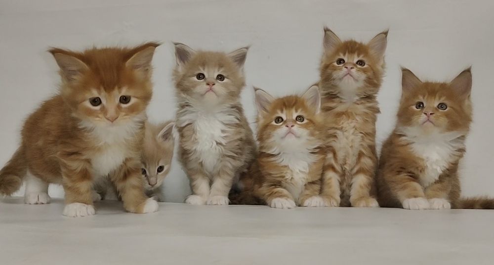 Мейн Кун.  Купить котёнка