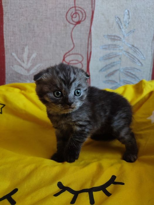 Мраморные скоттиш ыолд