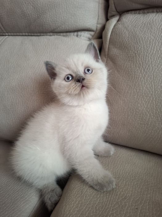 Gatinho Scottish Straight Seal point