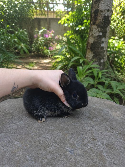 Coelhos anões holandeses (Netherland Dwarf)