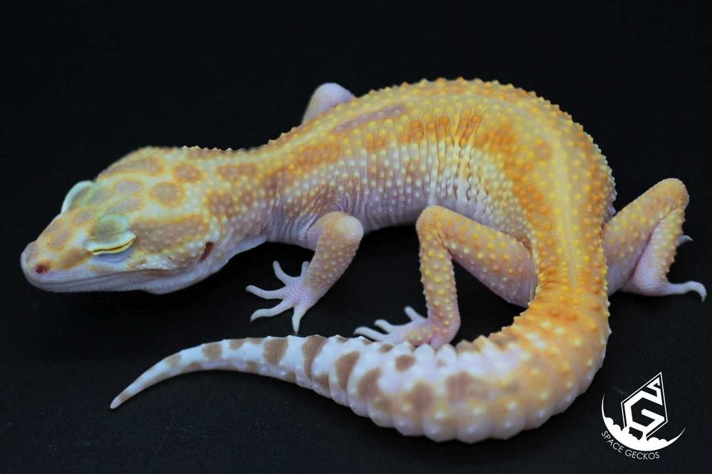 Space Geckos - Gekon lamparci White&Yellow / Tangerine / High Contrast