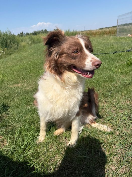 Border collie suka