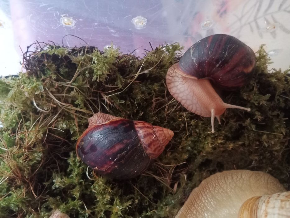 Равлики хатини іммакуляти