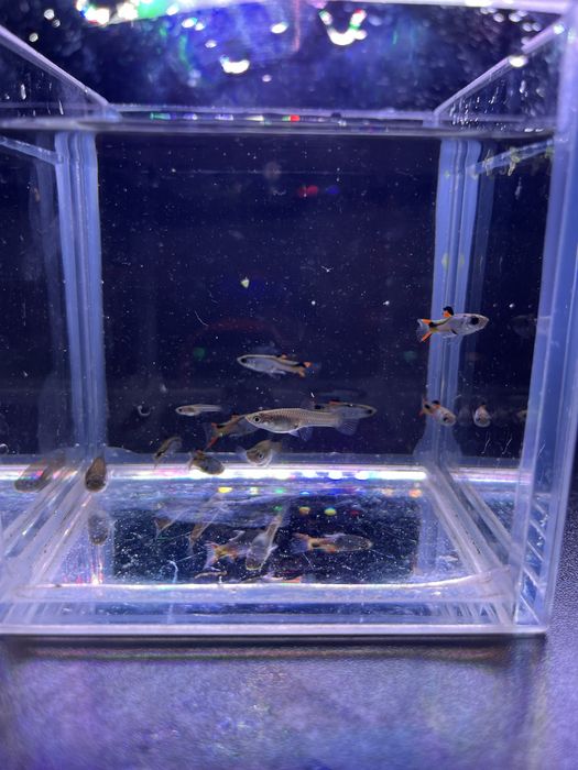 Gupiki endlera el silverado czysta linia/ gupik endler