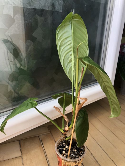 Філодендрон  Esmiraldens