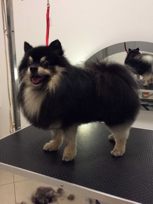 Грумінг, стрижка собак котів. - Грумінг, стрижки, салони Львів на Olx