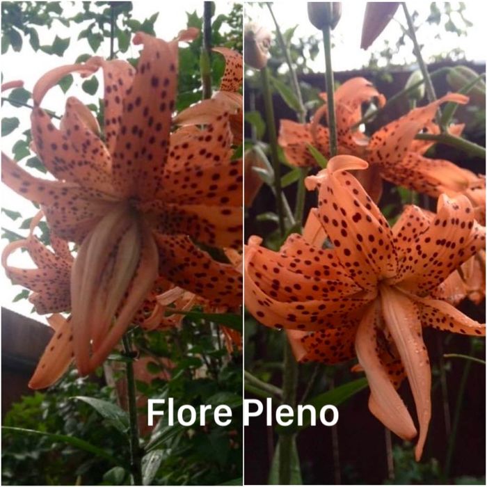 Лилия садовая ; Apricot Fudge; Амариллис-Гиппеаструм-комнатная Лилия