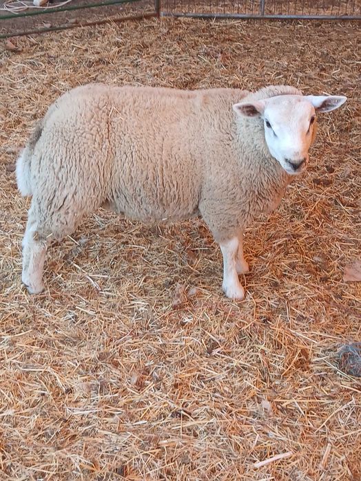 Vendo borrego texel puro