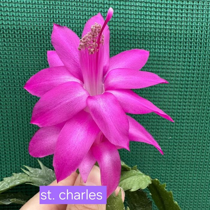 Шлюмбергера укорененные