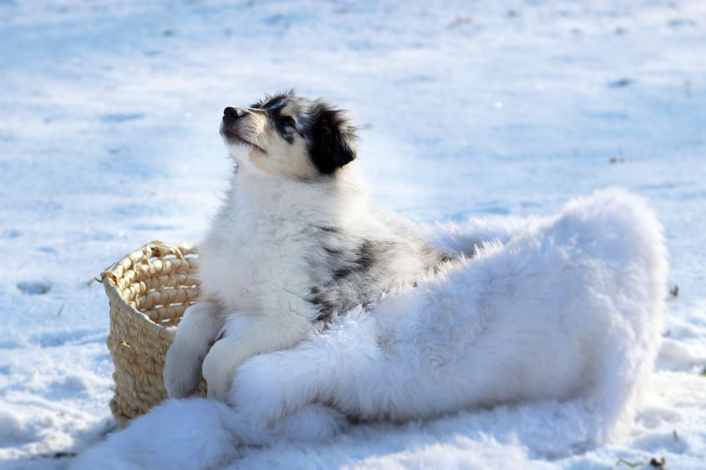 Owczarek szkocki długowłosy FCI