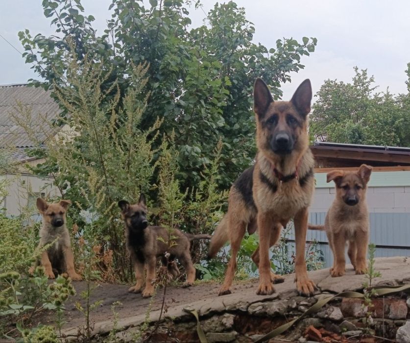 Цуценята німецької вівчарки