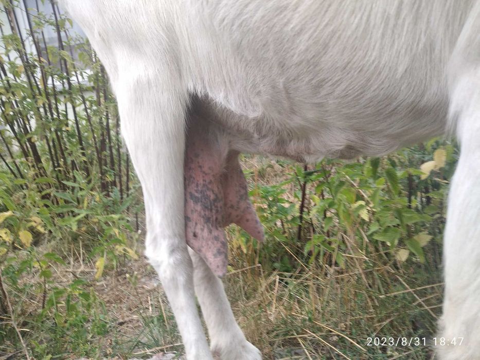 Продаємо козлів та кіз