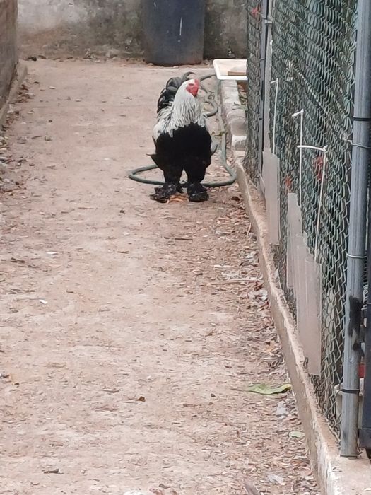 Macho  brahma dark para despensar