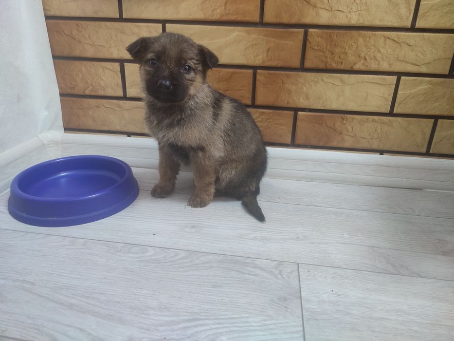 Віддам цуценя від німецької вівчарки