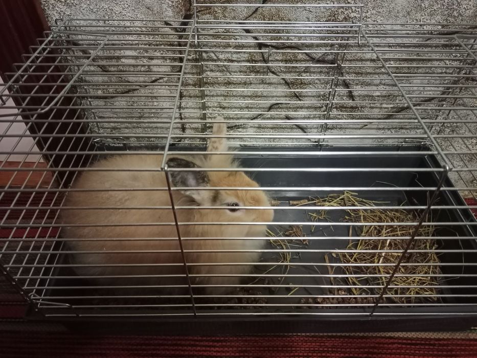 (Декоративний кролик