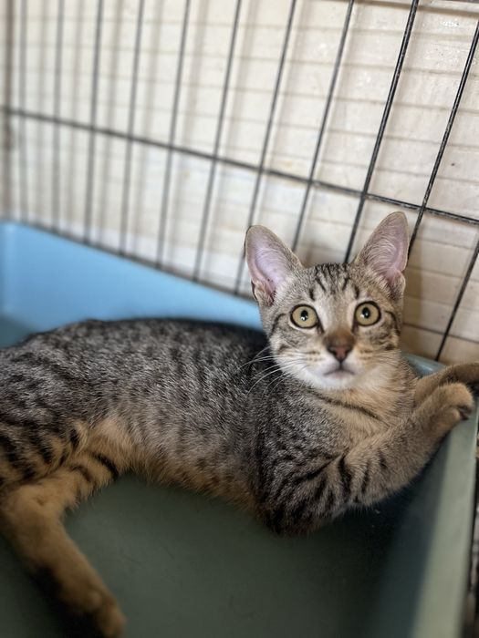 2 gatinhas para Adoção!
