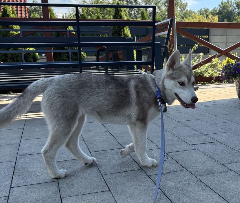Szczeniak Siberian Husky, suczka z metryką ZKwP