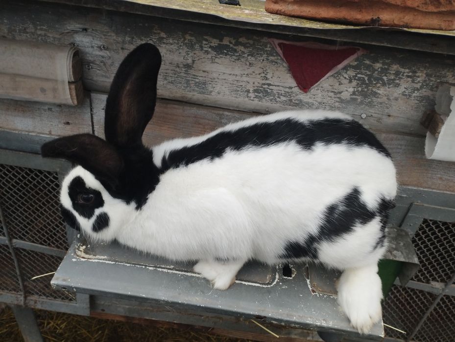 Самичка " Німецький Строкач "