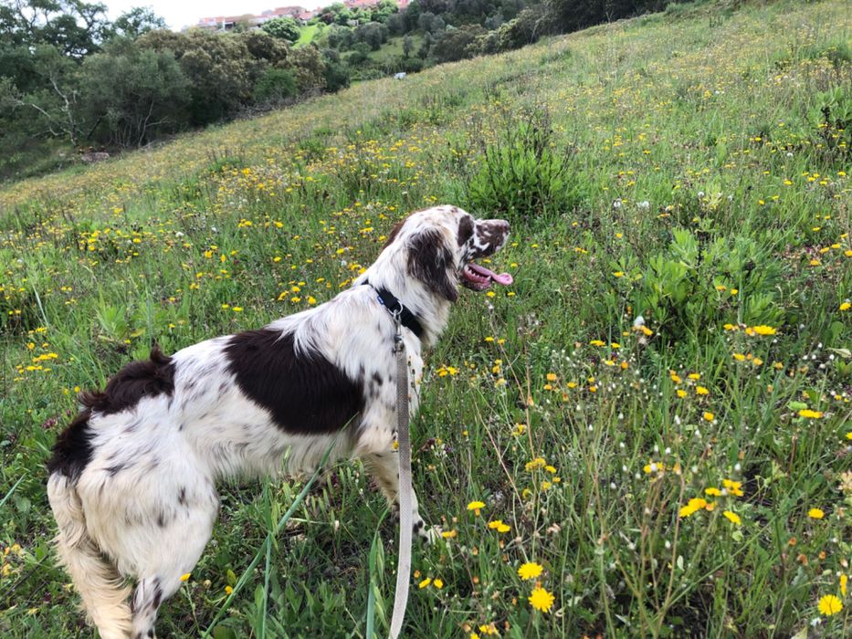 Setter ingles macho