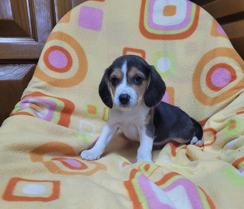 Beagle tricolor macho
