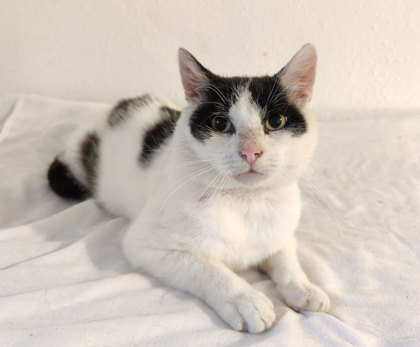 Adoptuj Łatka - Jego oczy po raz pierwszy od dawna patrzą z nadzieja