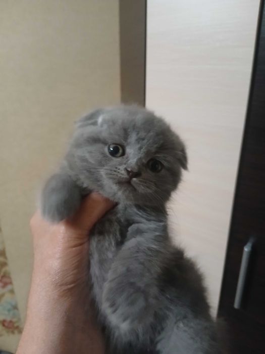 Шотландские веслоухие котята