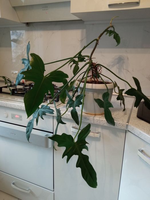 Филодендрон Минарум.