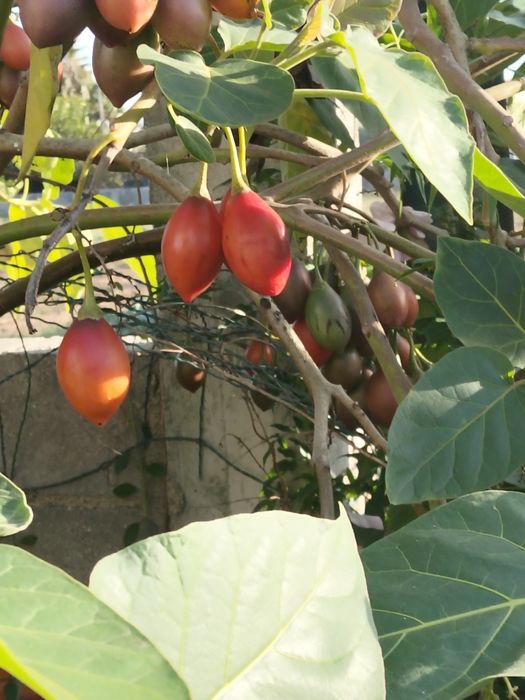 Tamarilho fruto e planta
