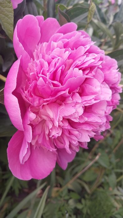 Півонія рожева з великими ефектним квітами  та стійким ароматом.