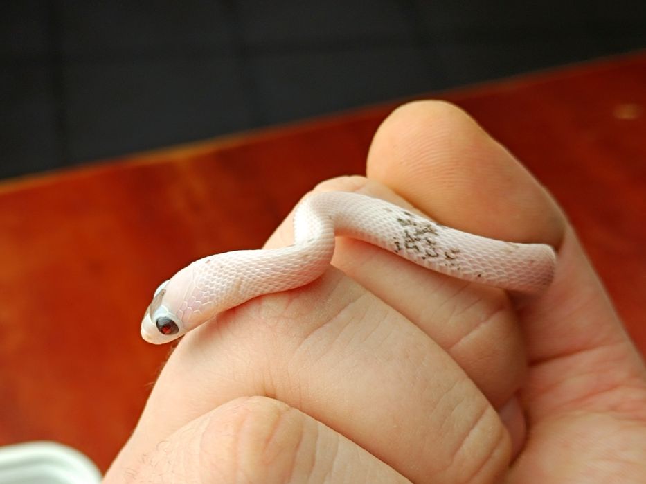 Wąż zbożowy / Charcoal Palmetto ph. 66% amel / Łatka z plamek