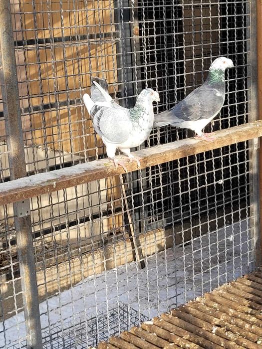 Gołębie staropolskie