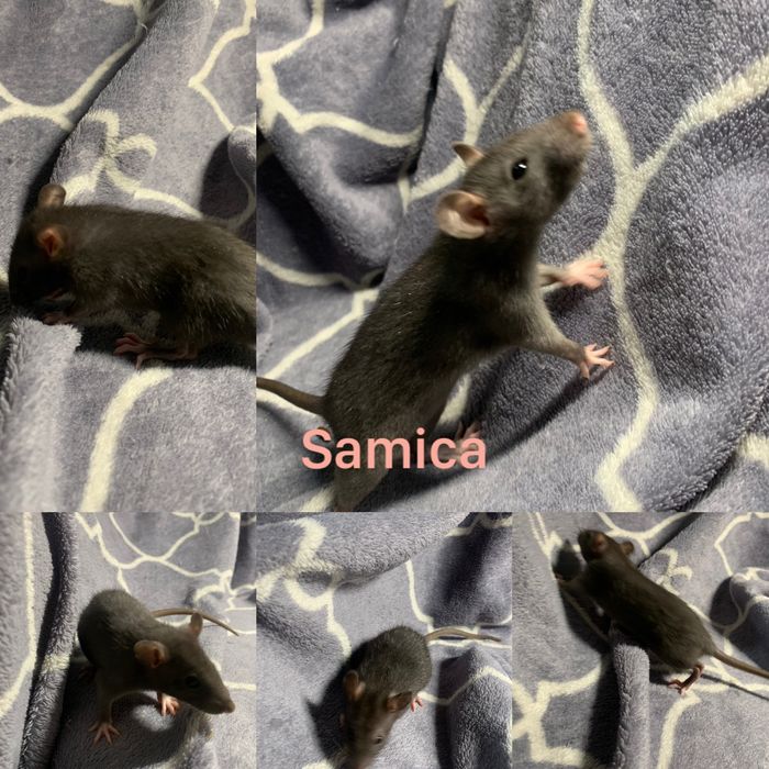 Szczury dumbo - samice