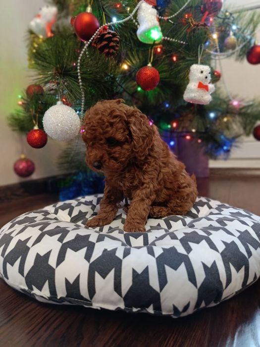 Девочка той пудель