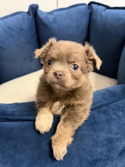 Liliowy chlopczyk rasy chihuahua - Diego