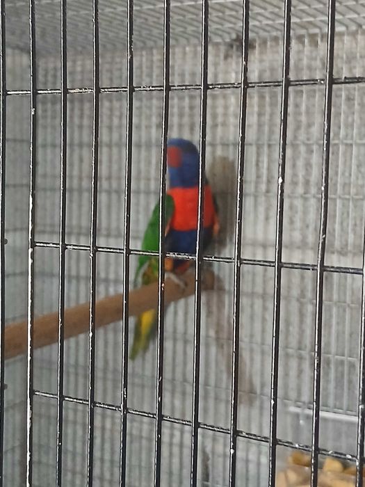 Casal loris mulucanos