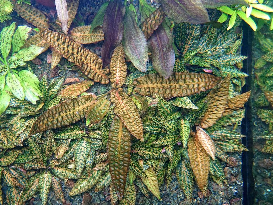 Акваріумна рослина Криптокорина Гудоро (Cryptocoryne Hudoroi)