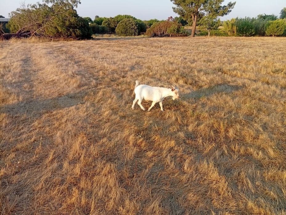Macho anão holandês