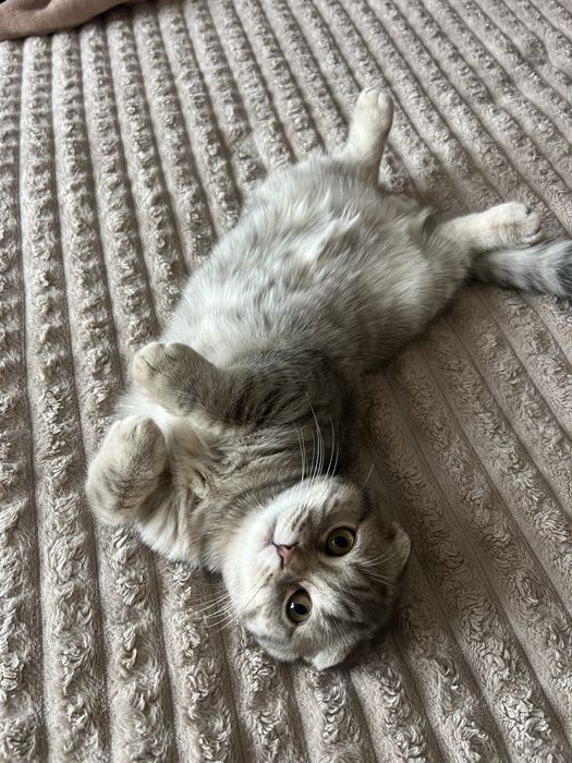 Висловухий муркотливий шотландець кошеня хлопчик scottish fold