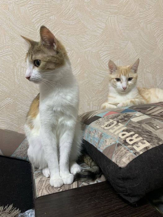 Кошенята шукають родину
