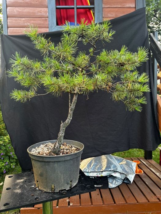Drzewka bonsai rozne