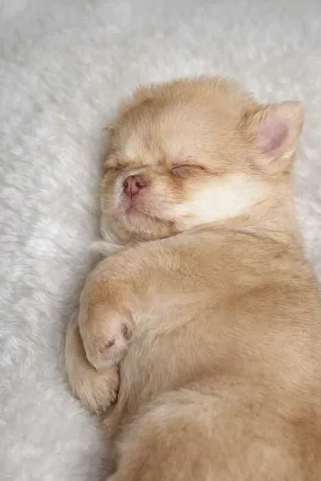 Mini Chihuahua "Karmelek"