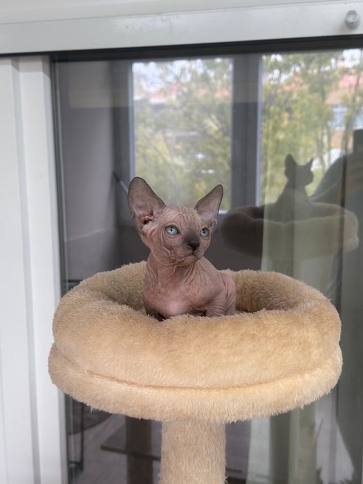 Canadian Sphynx