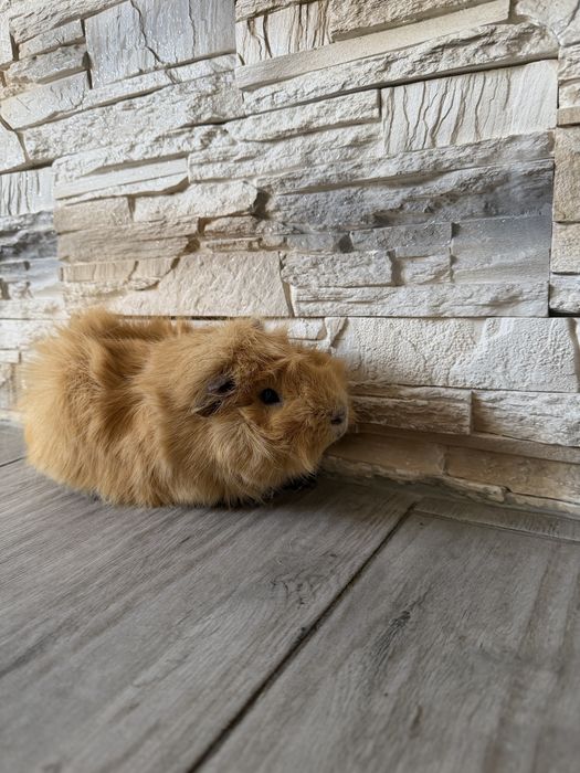 świnka morska samiec